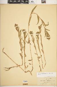 Epilobium densiflorum image