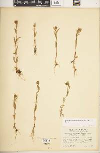 Epilobium densiflorum image