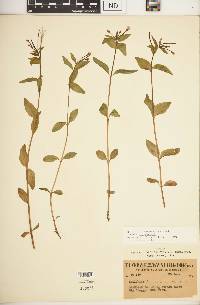 Epilobium hornemannii image