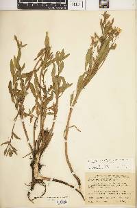 Oenothera villosa subsp. strigosa image