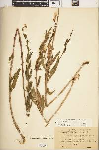 Oenothera villosa image