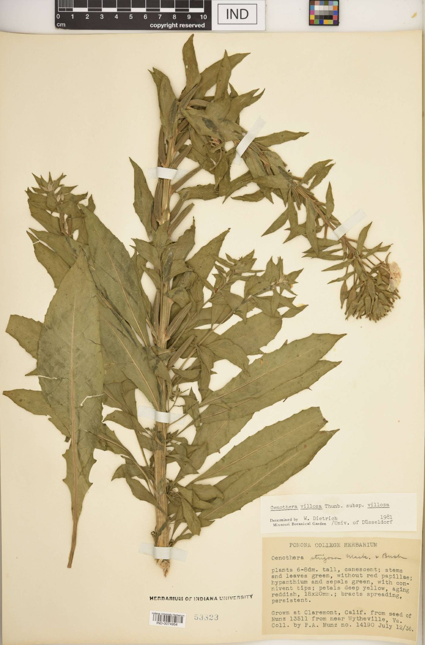 Oenothera villosa subsp. villosa image