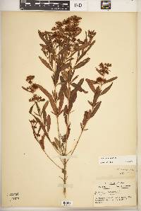 Hypericum prolificum image