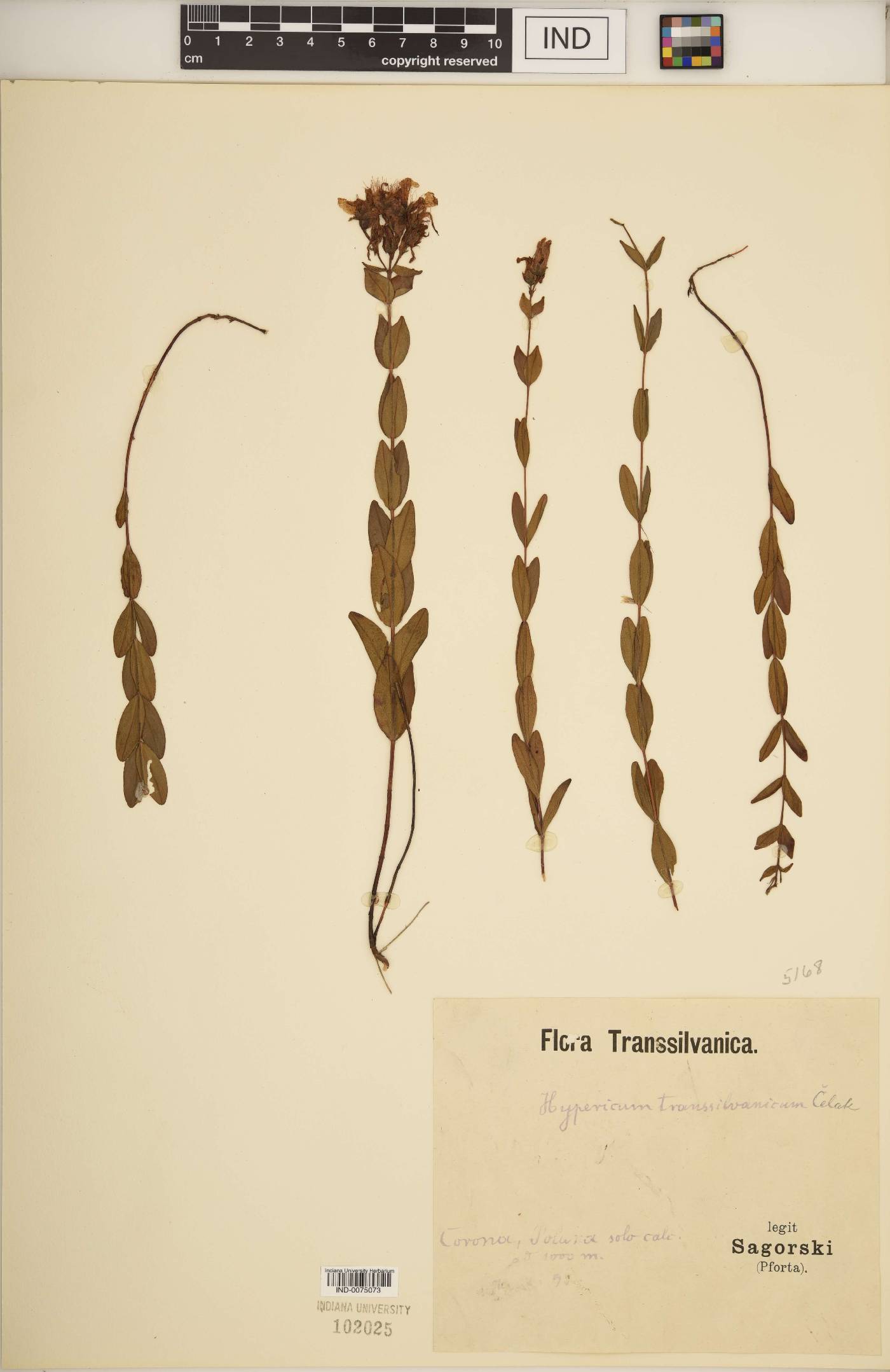 Hypericum transsilvanicum image