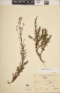 Hypericum thesiifolium image