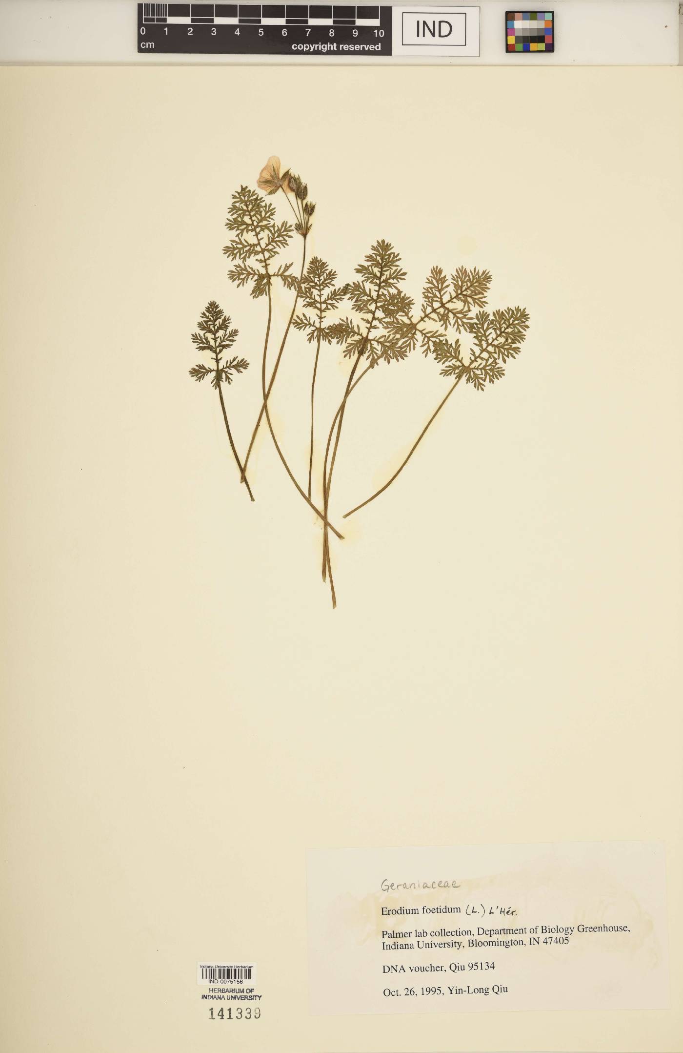 Erodium foetidum image