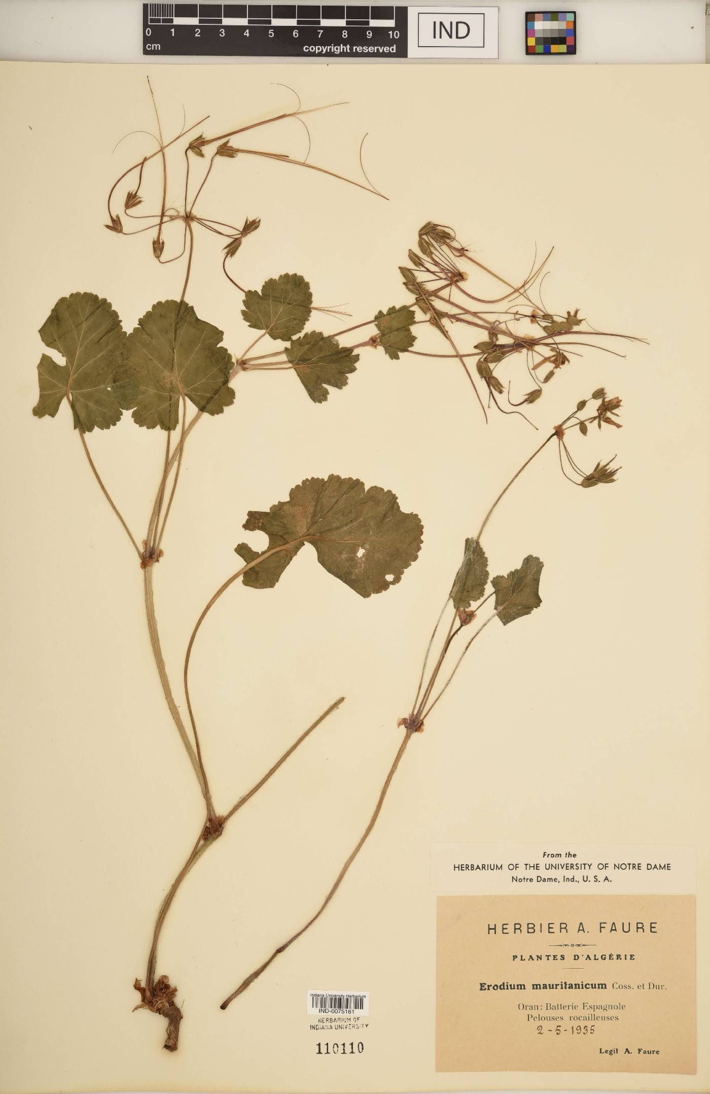 Erodium mauritanicum image