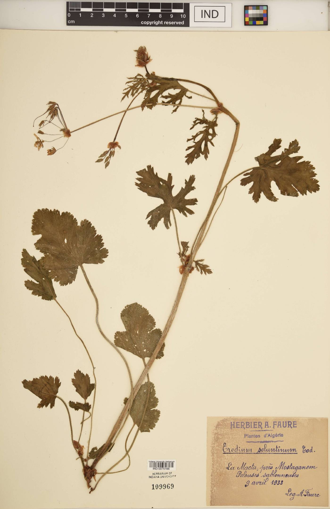 Erodium soluntinum image