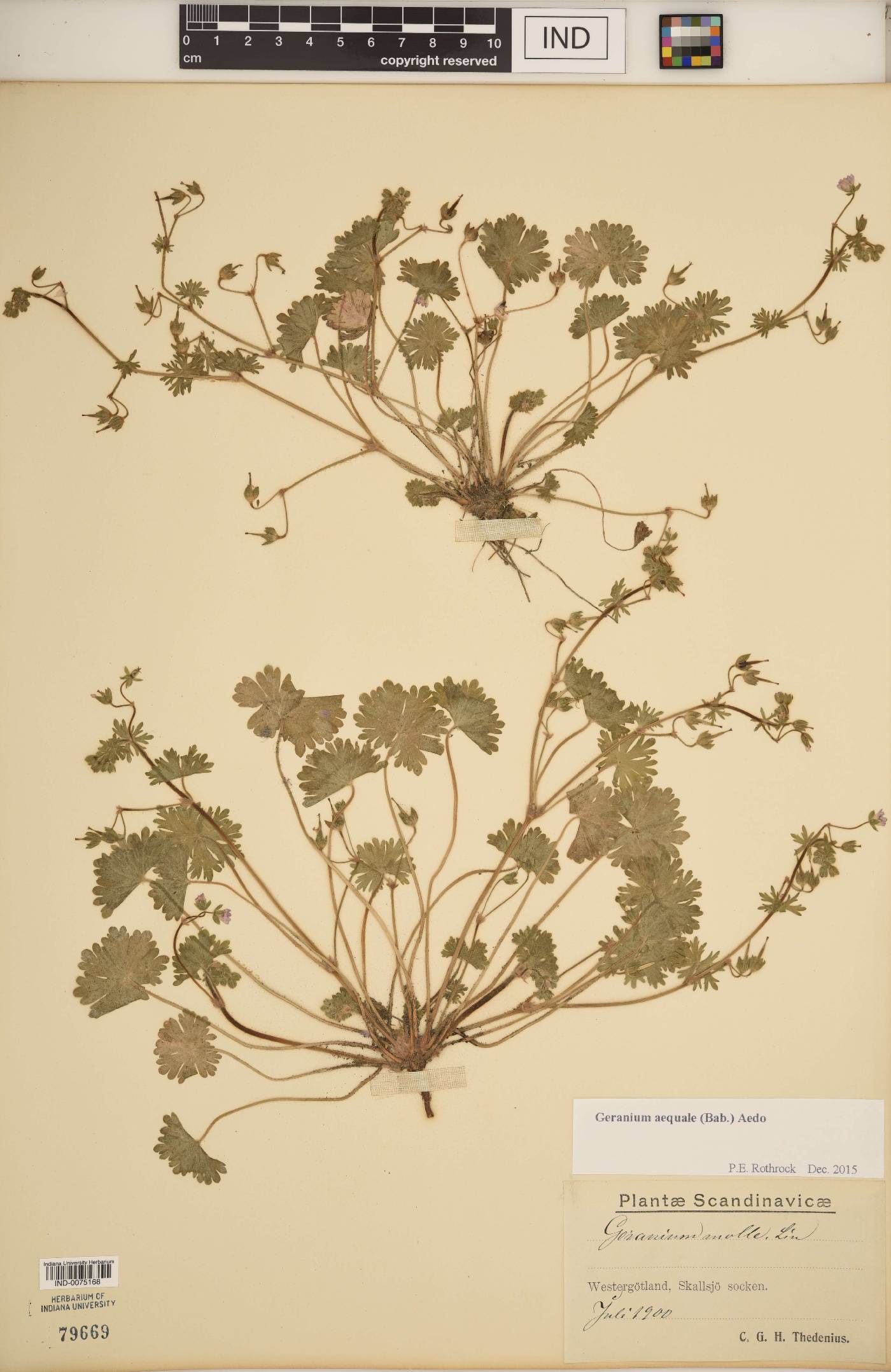 Geranium aequale image