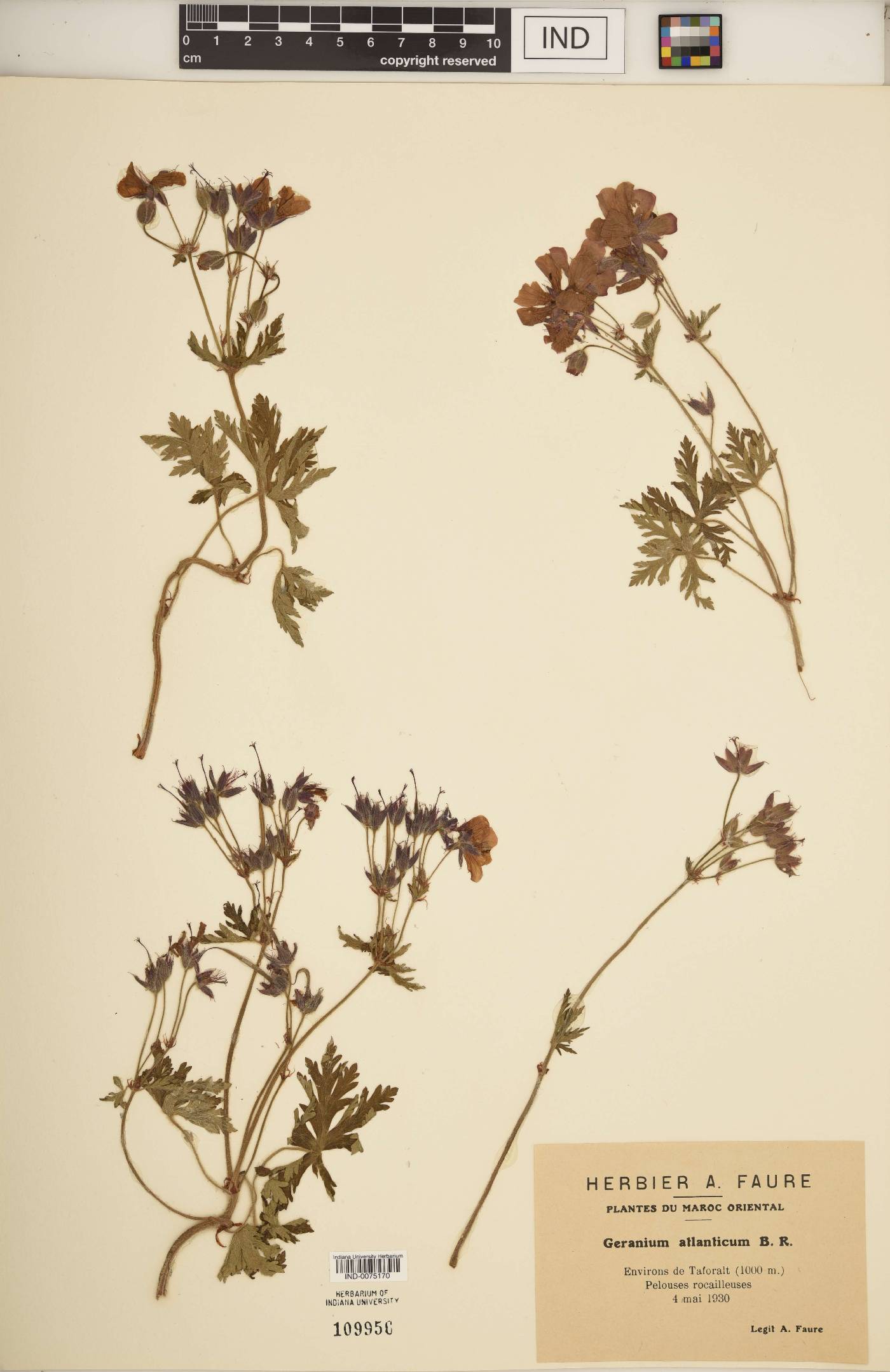 Geranium atlanticum image