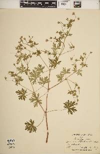 Geranium bicknellii image