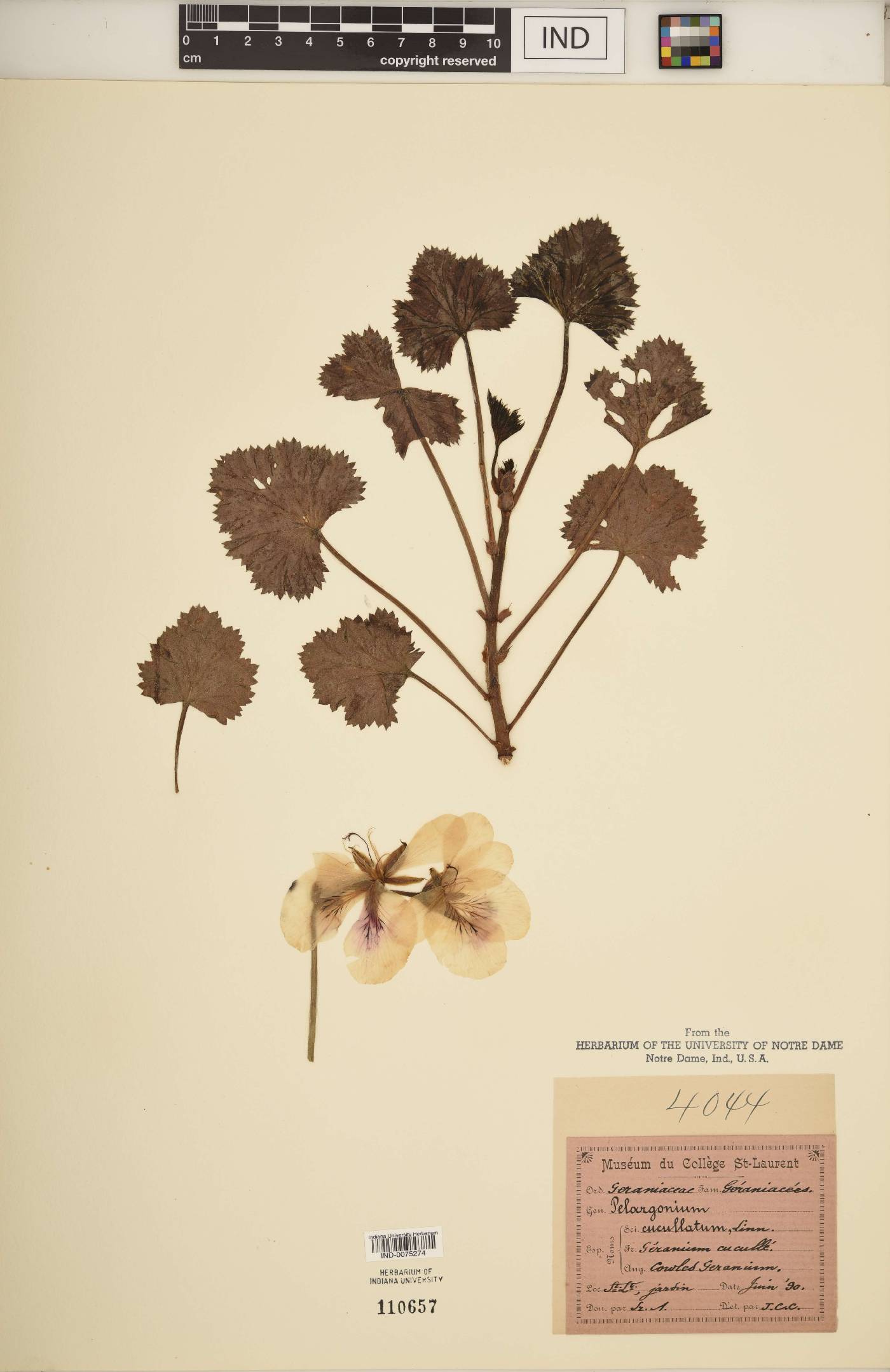 Geranium cucullatum image