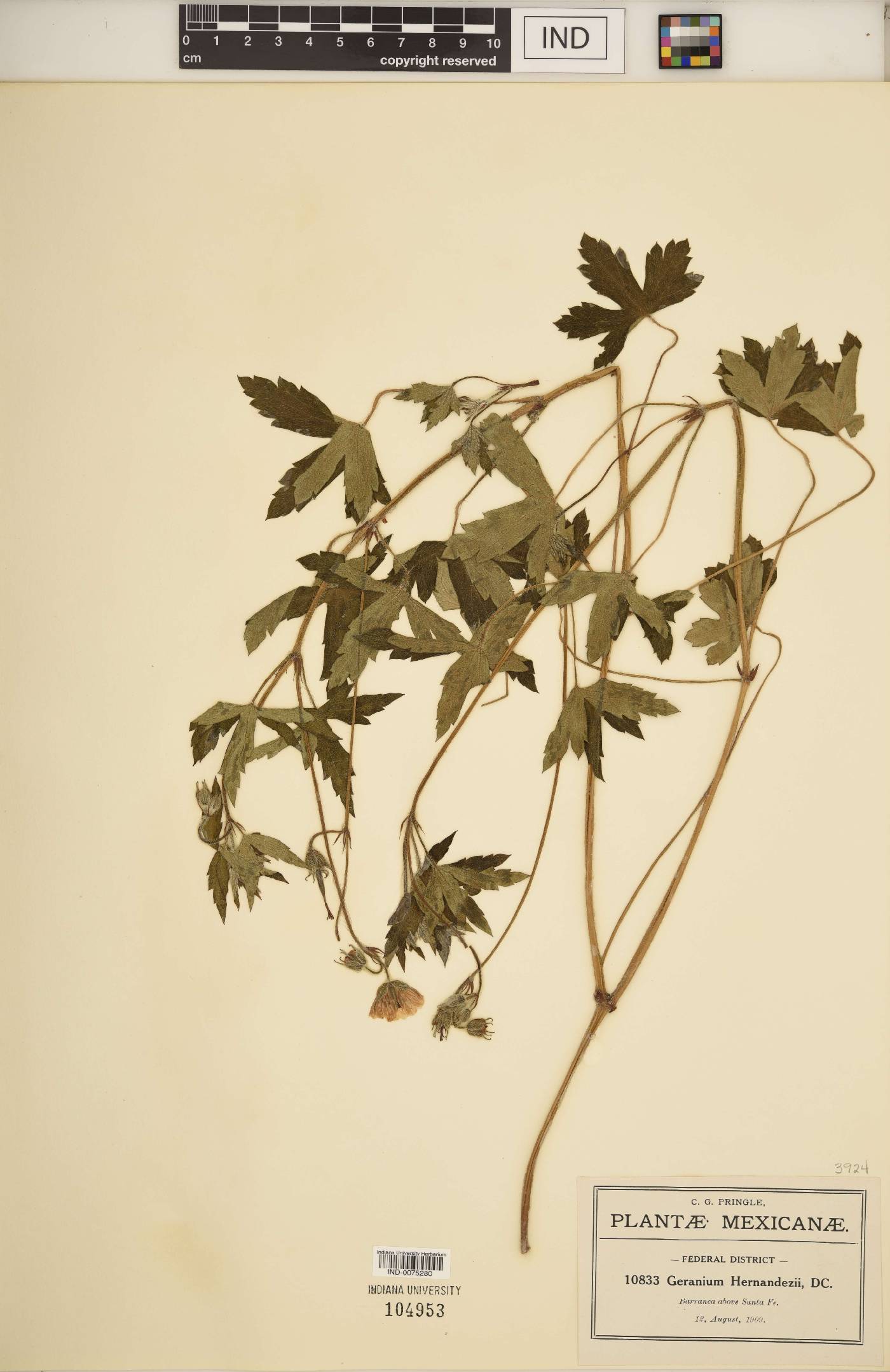 Geranium hernandesii image