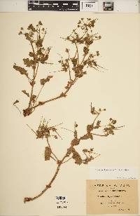 Geranium kilimandscharicum image