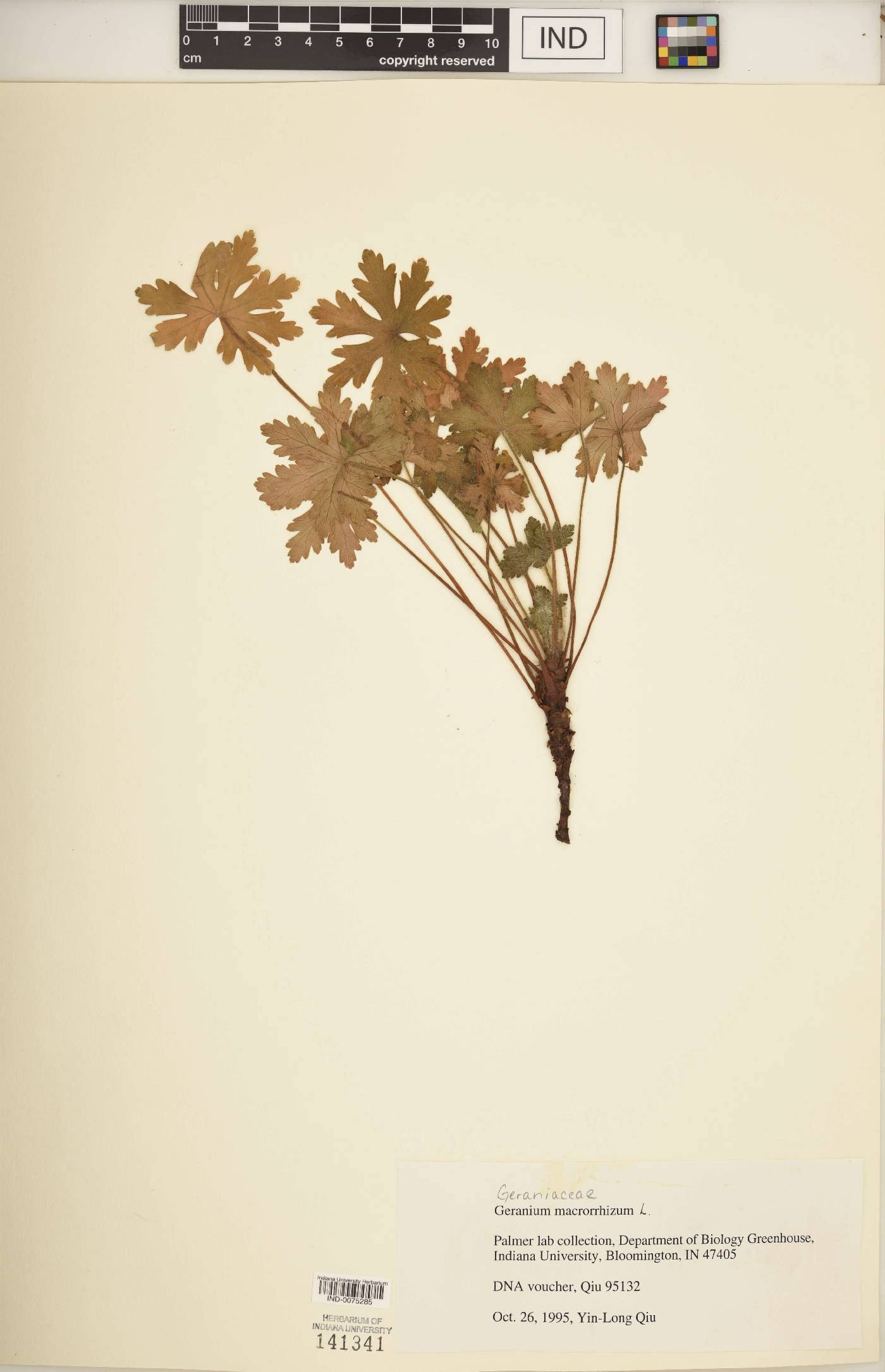 Geranium macrorrhizum image