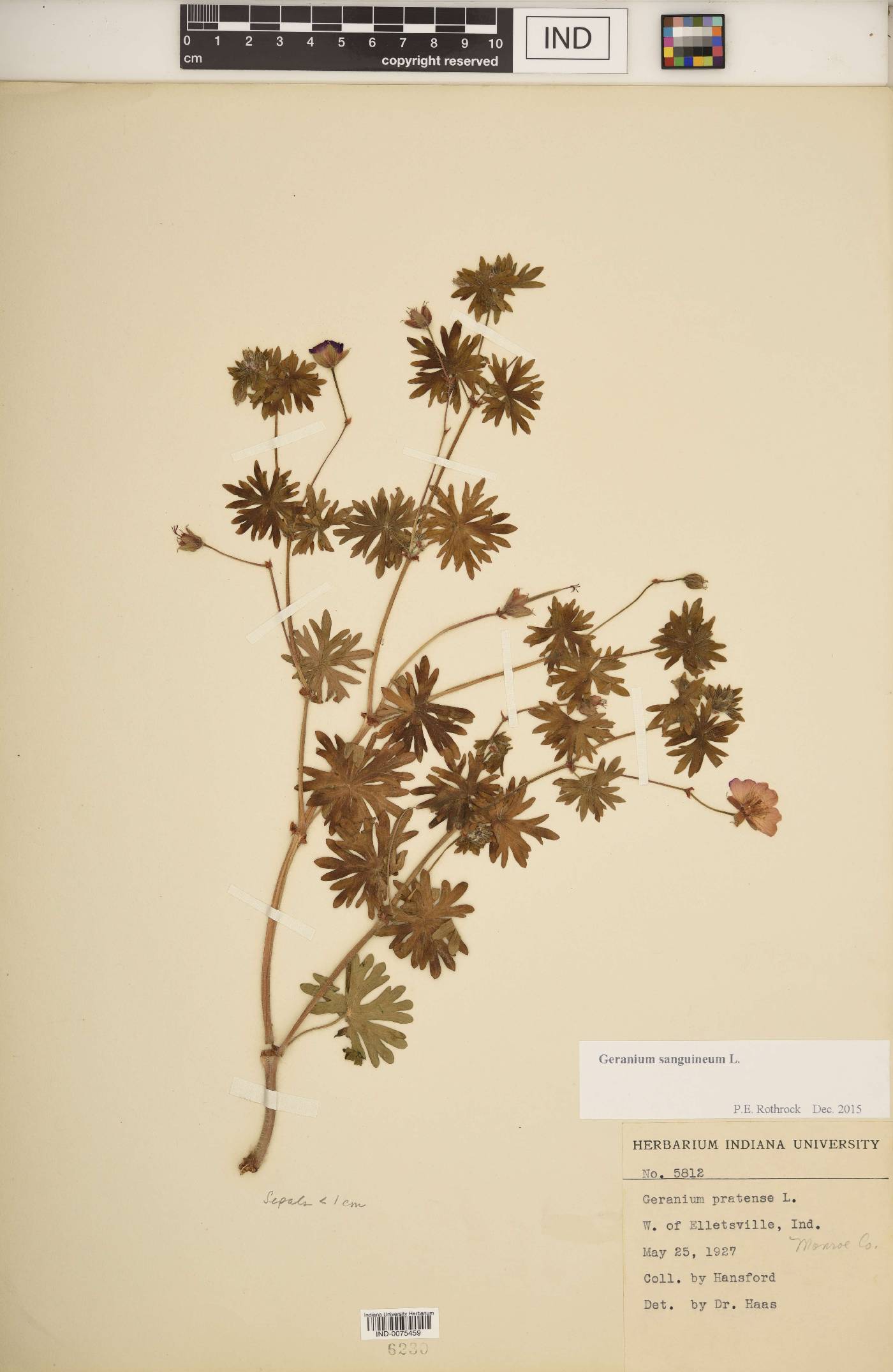 Geranium sanguineum image