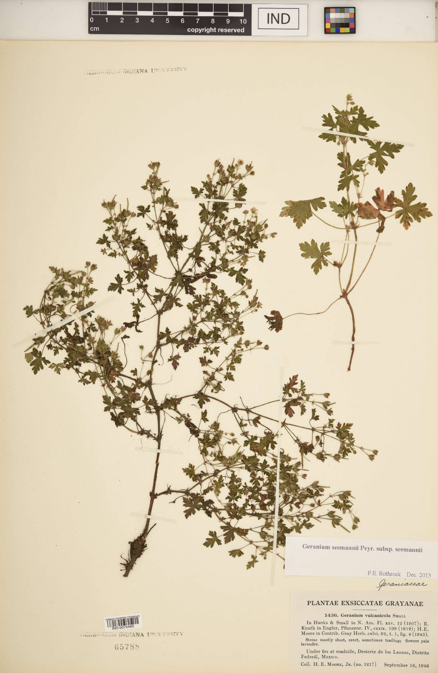 Geranium seemannii subsp. seemannii image