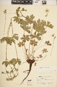 Geranium solanderi image