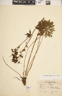 Geranium viscosissimum image