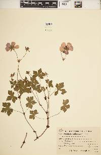 Geranium wallichianum image