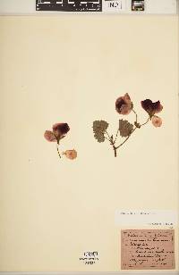 Pelargonium cordifolium image