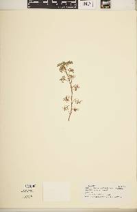 Pelargonium abrotanifolium image