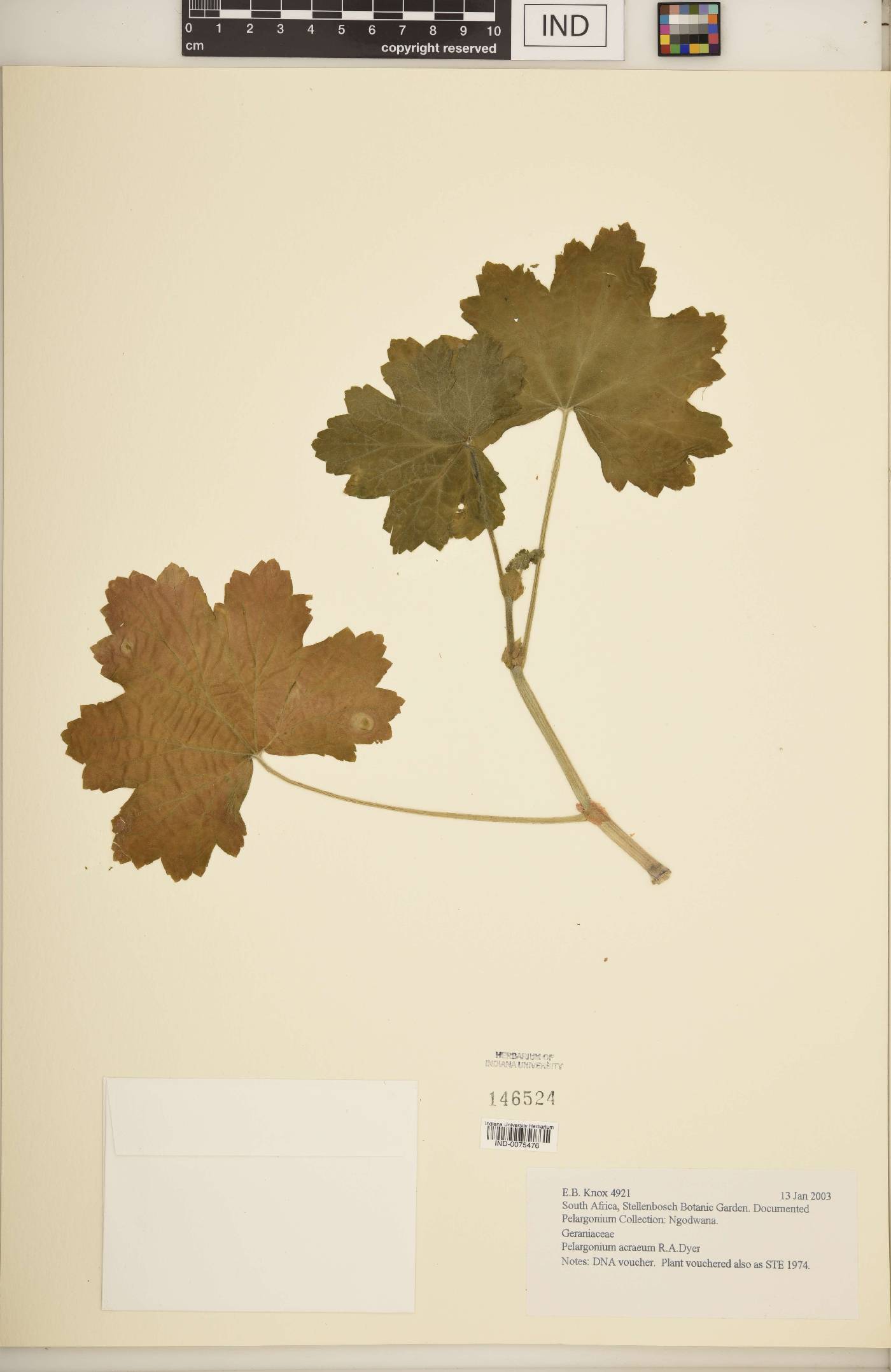 Pelargonium acraeum image