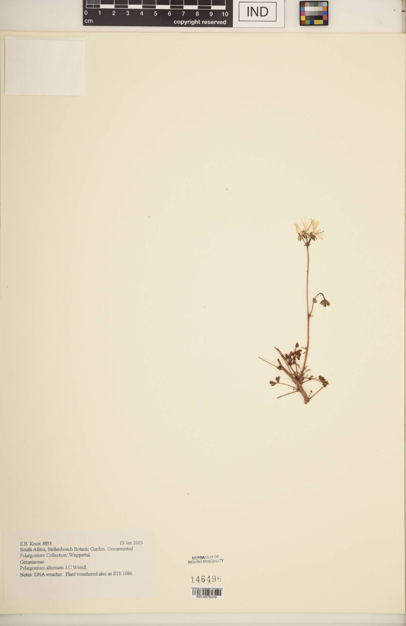 Pelargonium alternans image