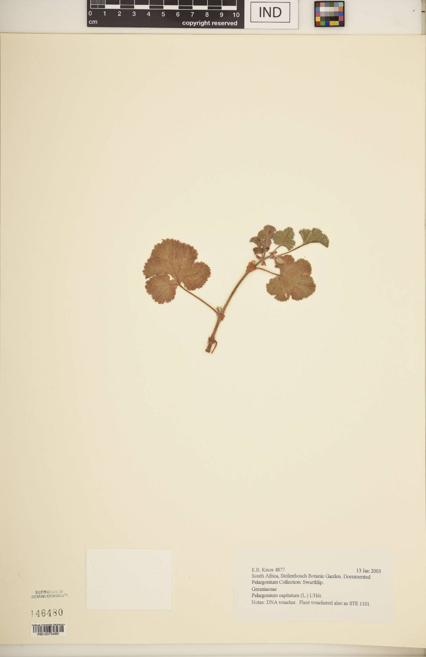 Pelargonium capitatum image