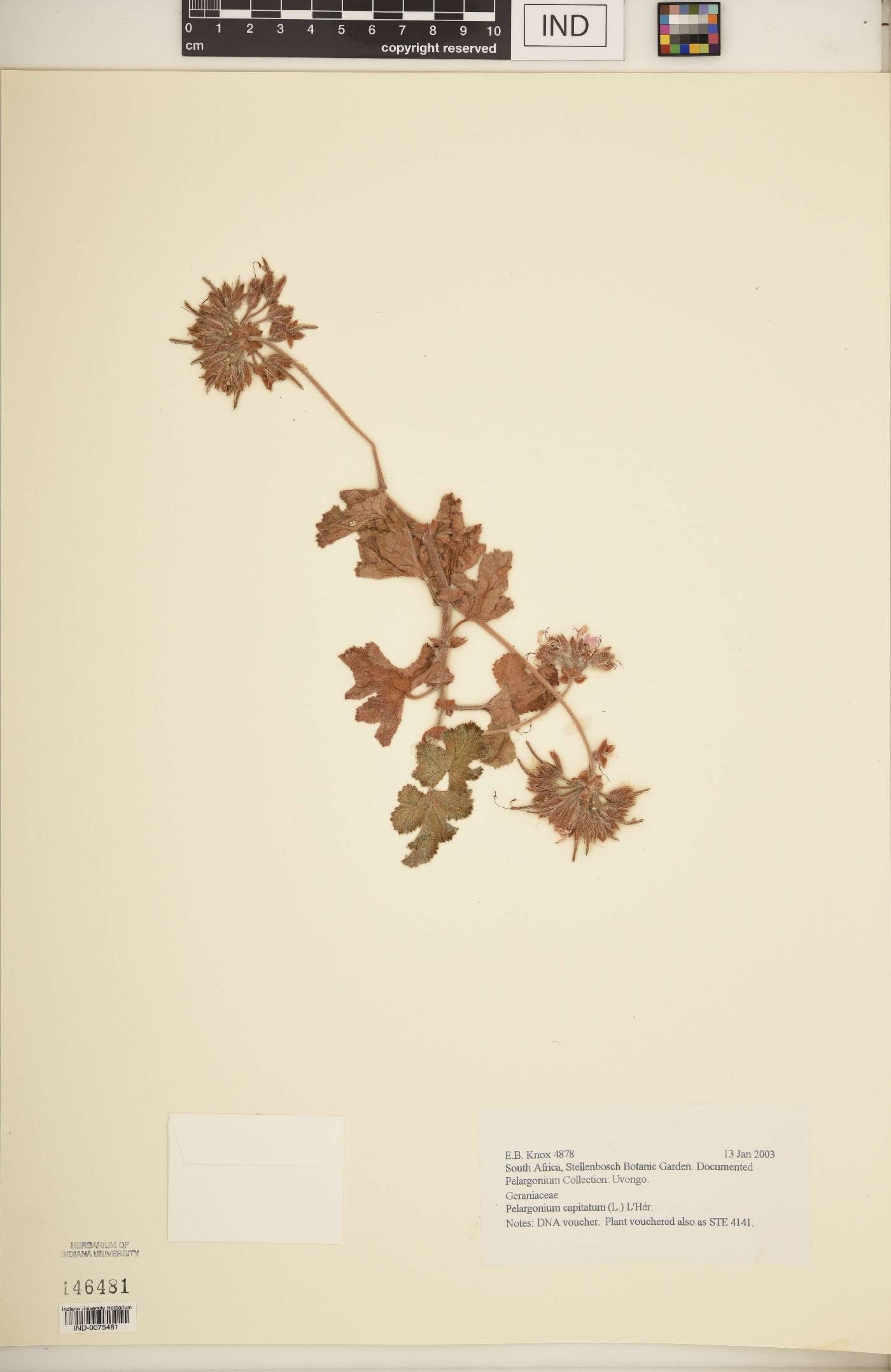 Pelargonium capitatum image