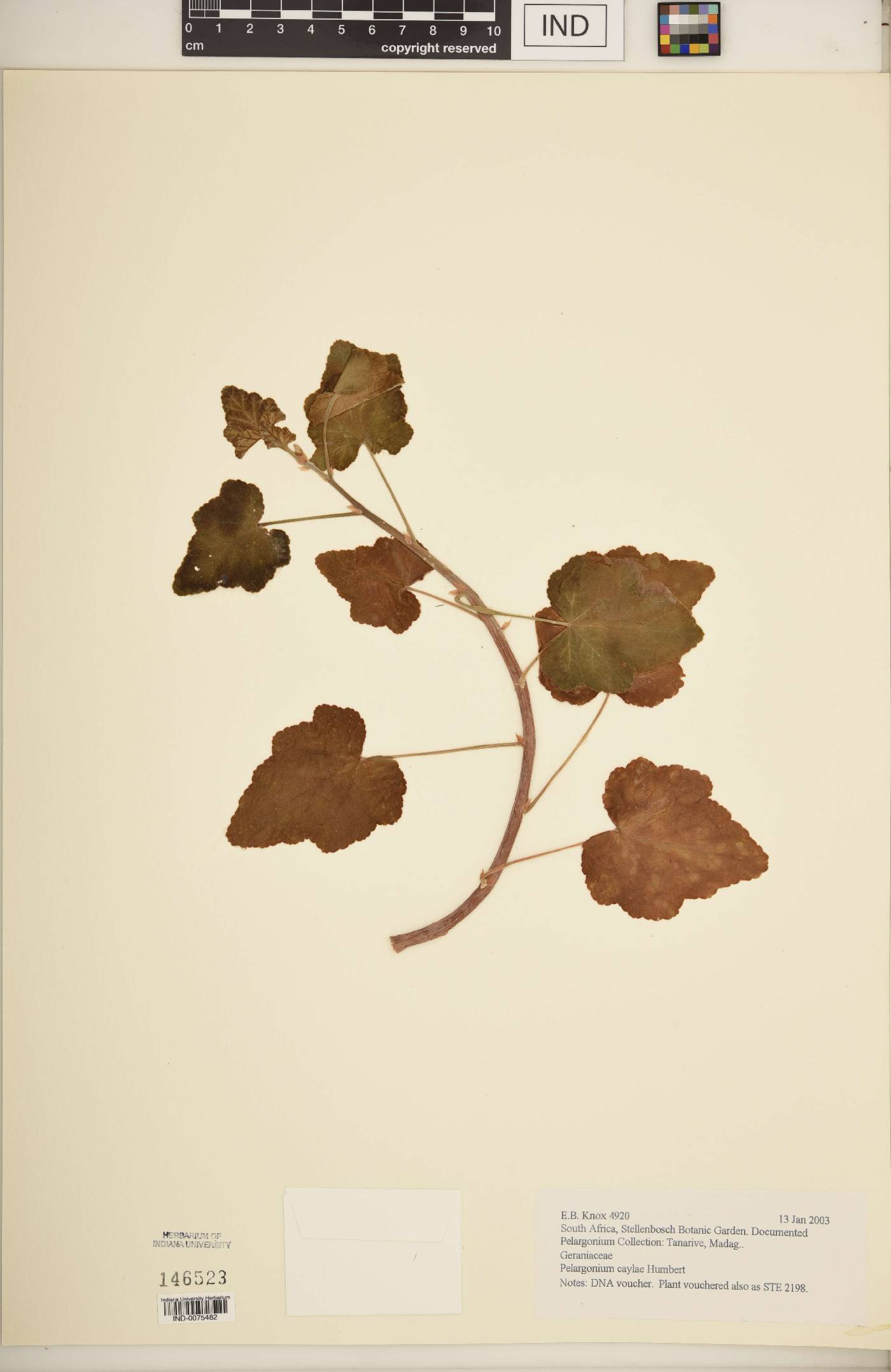 Pelargonium caylae image