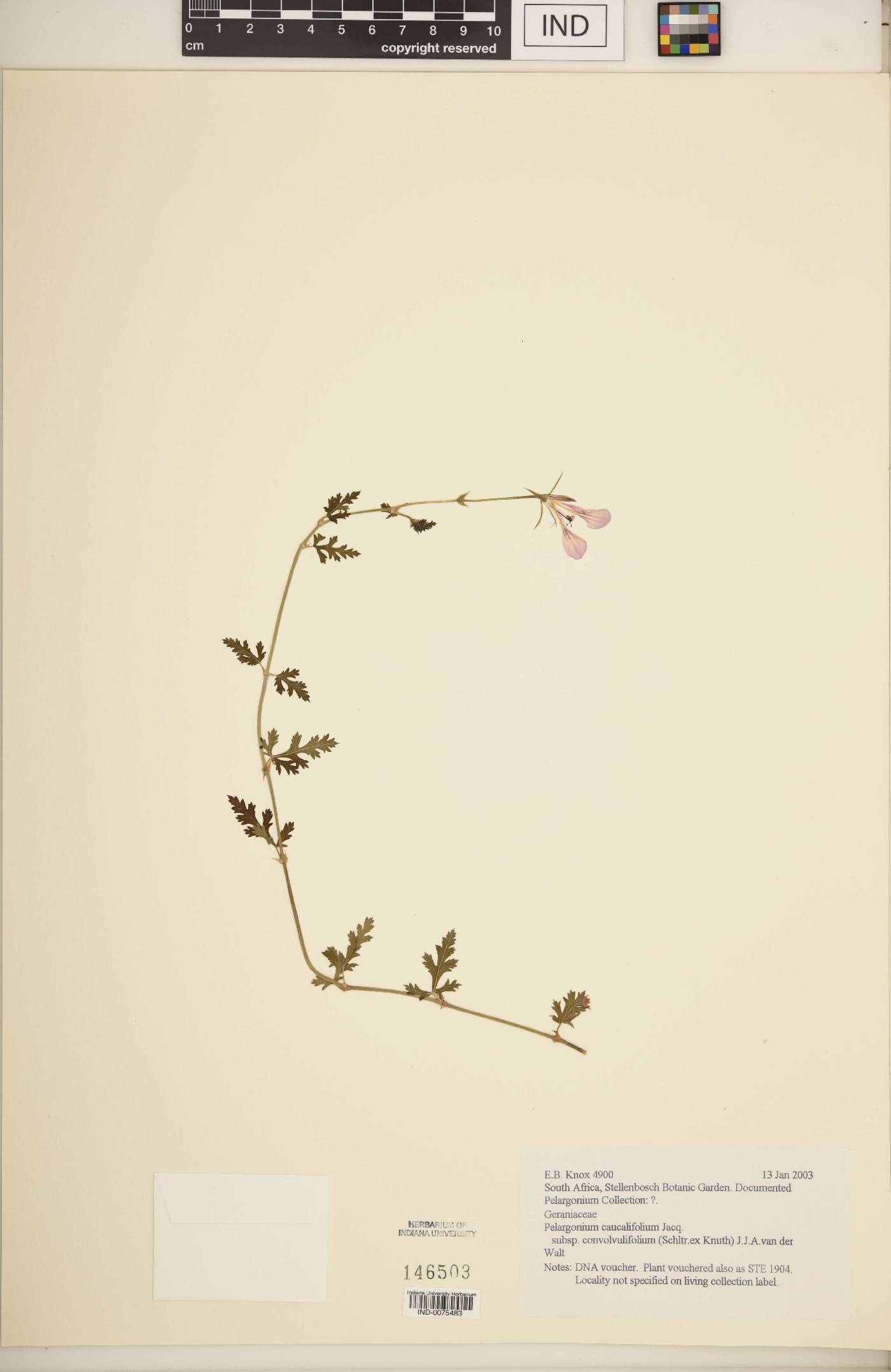 Pelargonium caucalifolium image