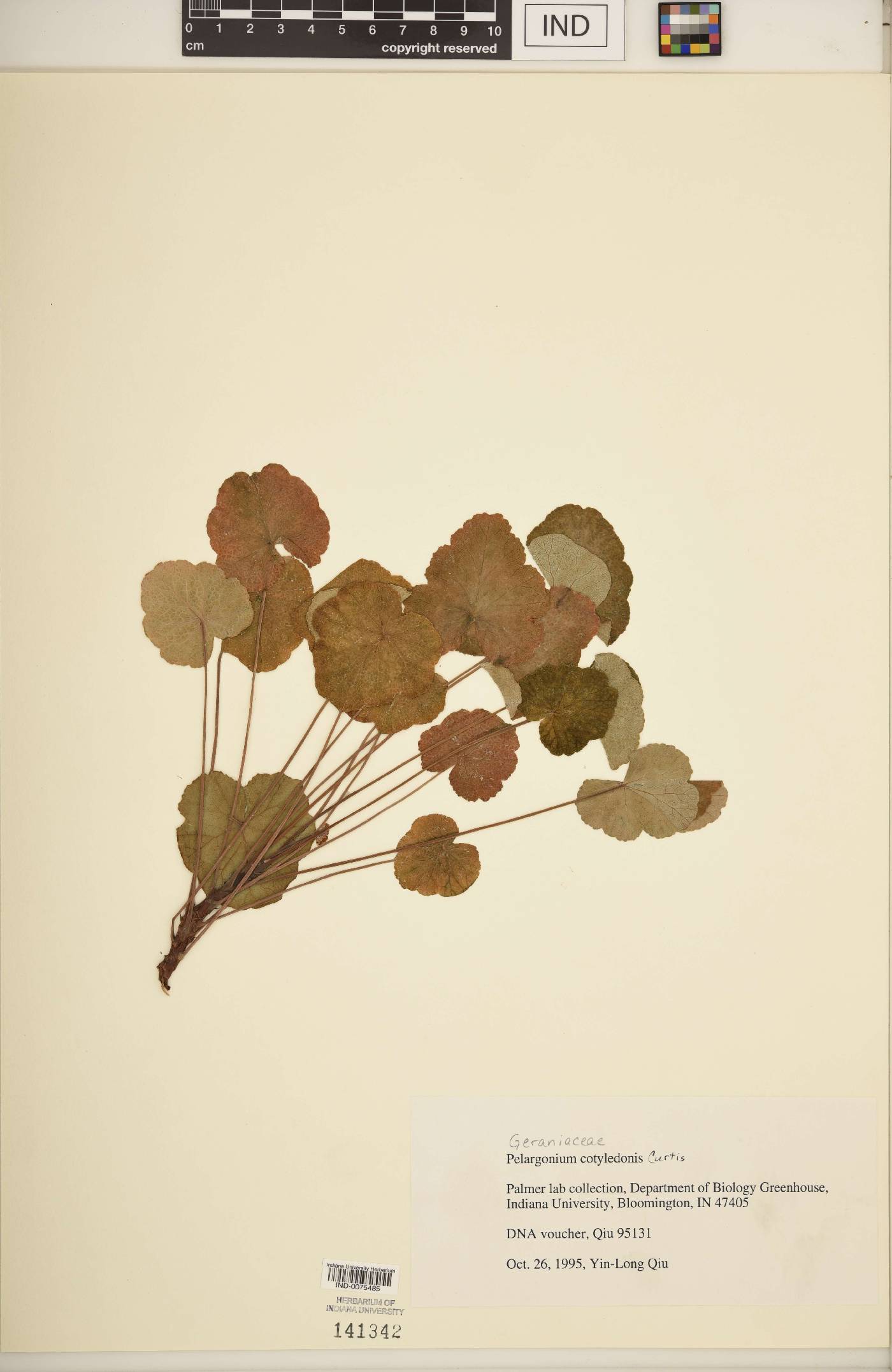 Pelargonium cotyledonis image