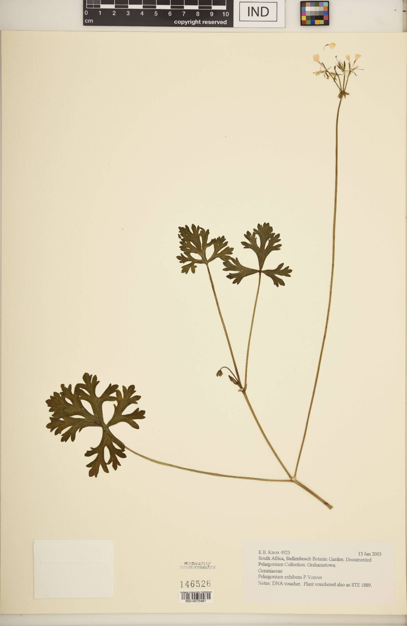 Pelargonium exhibens image