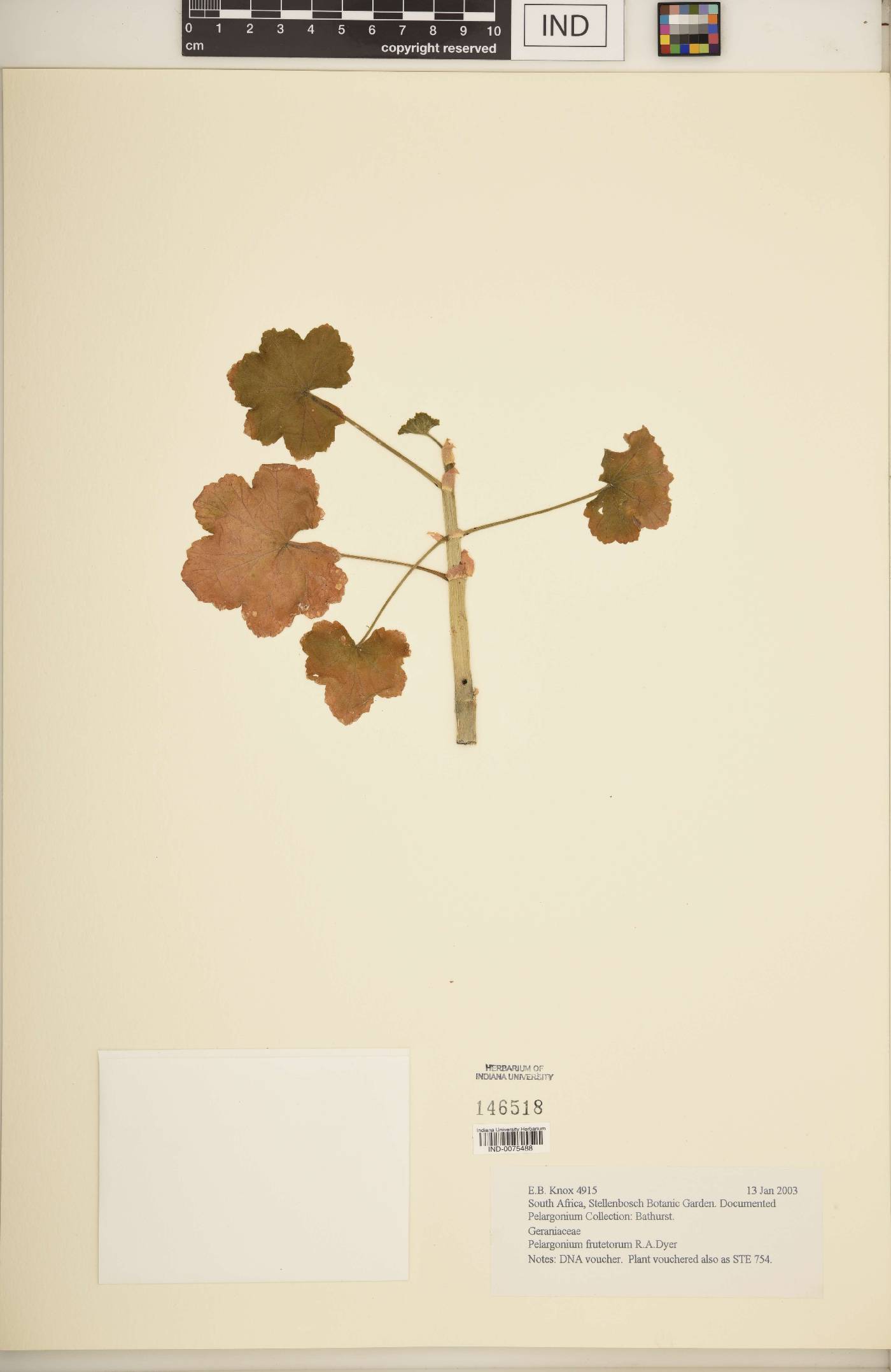 Pelargonium frutetorum image