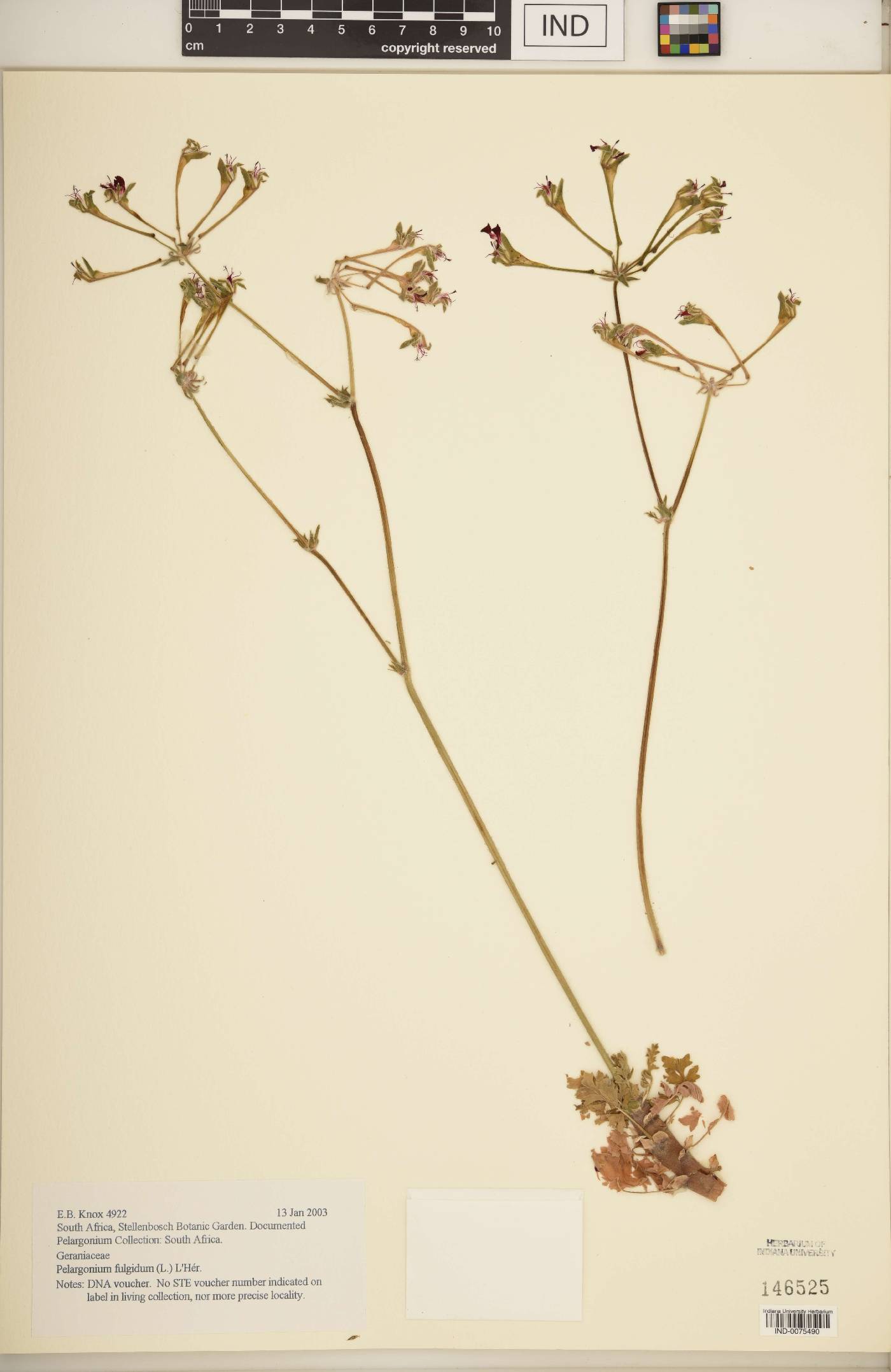 Pelargonium fulgidum image