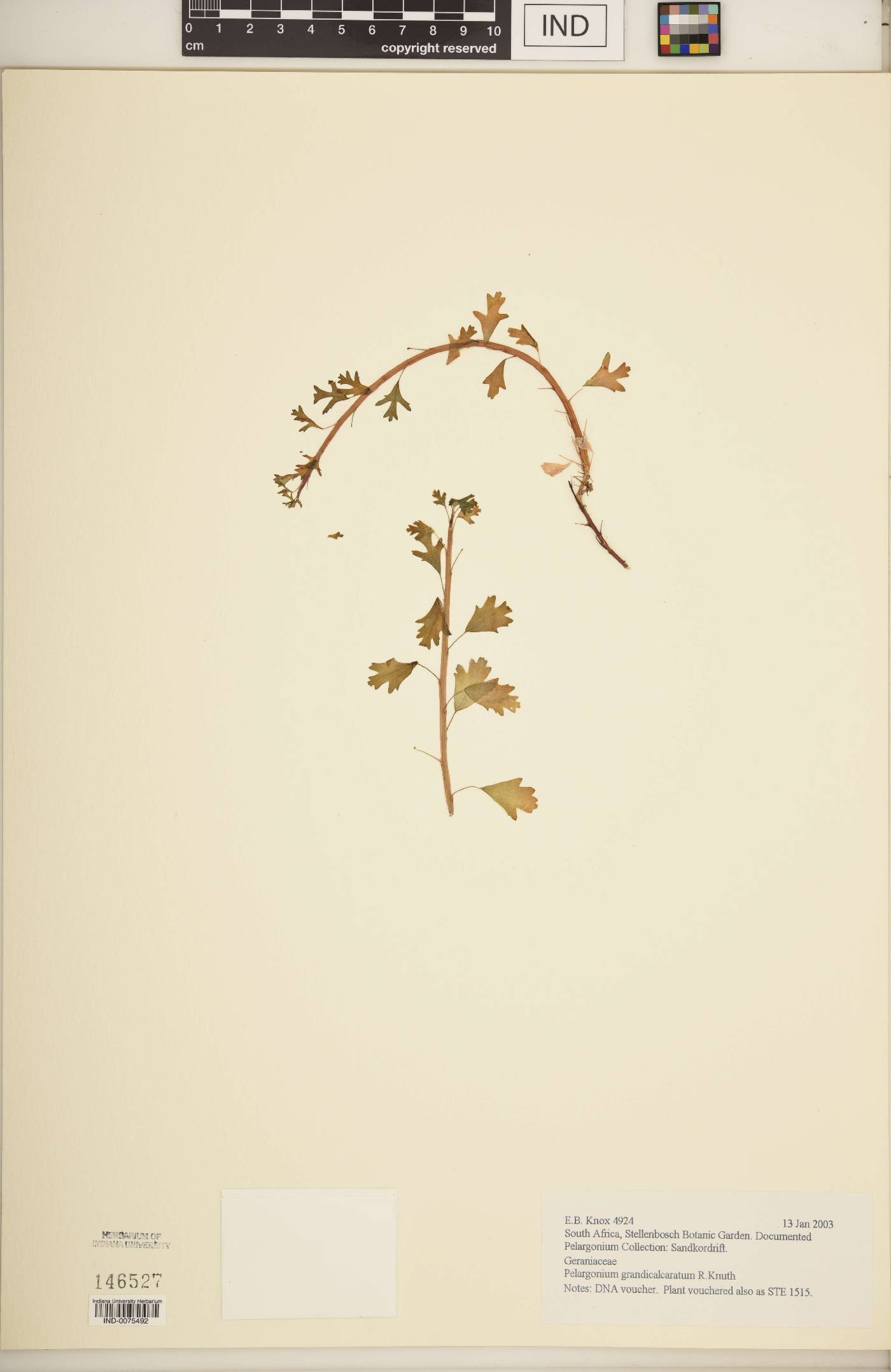 Pelargonium grandicalcaratum image