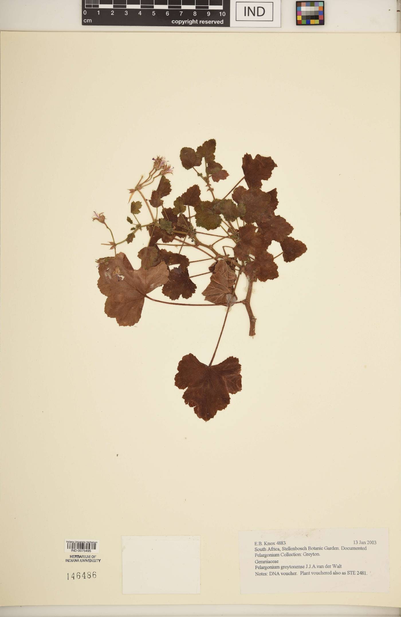 Pelargonium greytonense image