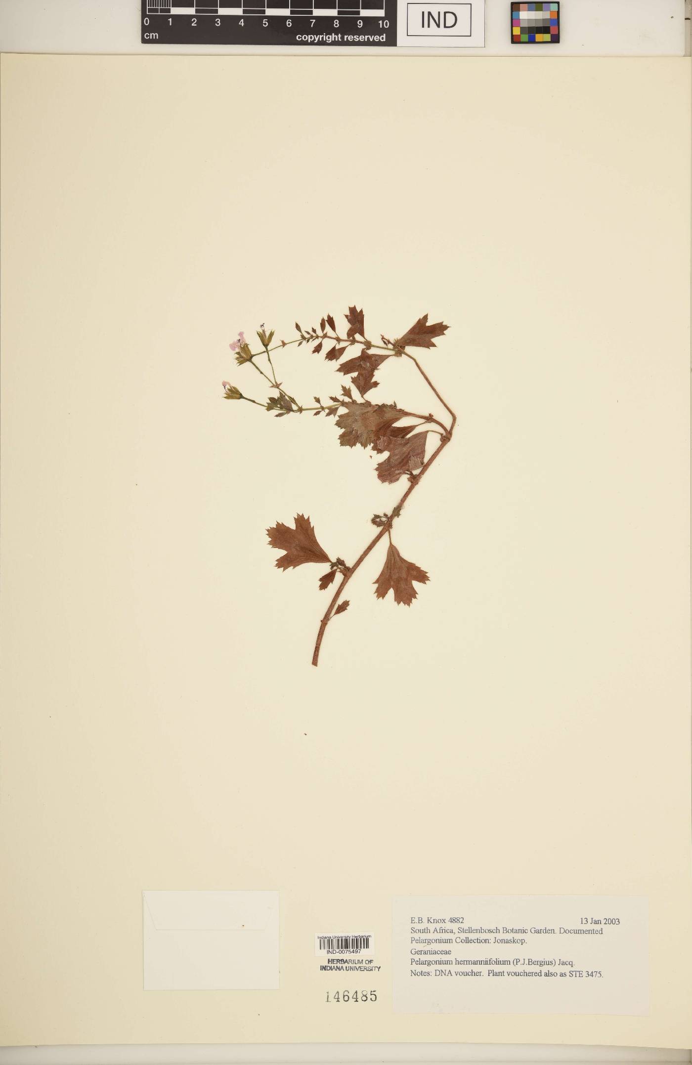 Pelargonium hermanniifolium image