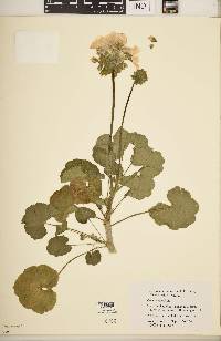 Pelargonium × hortorum image