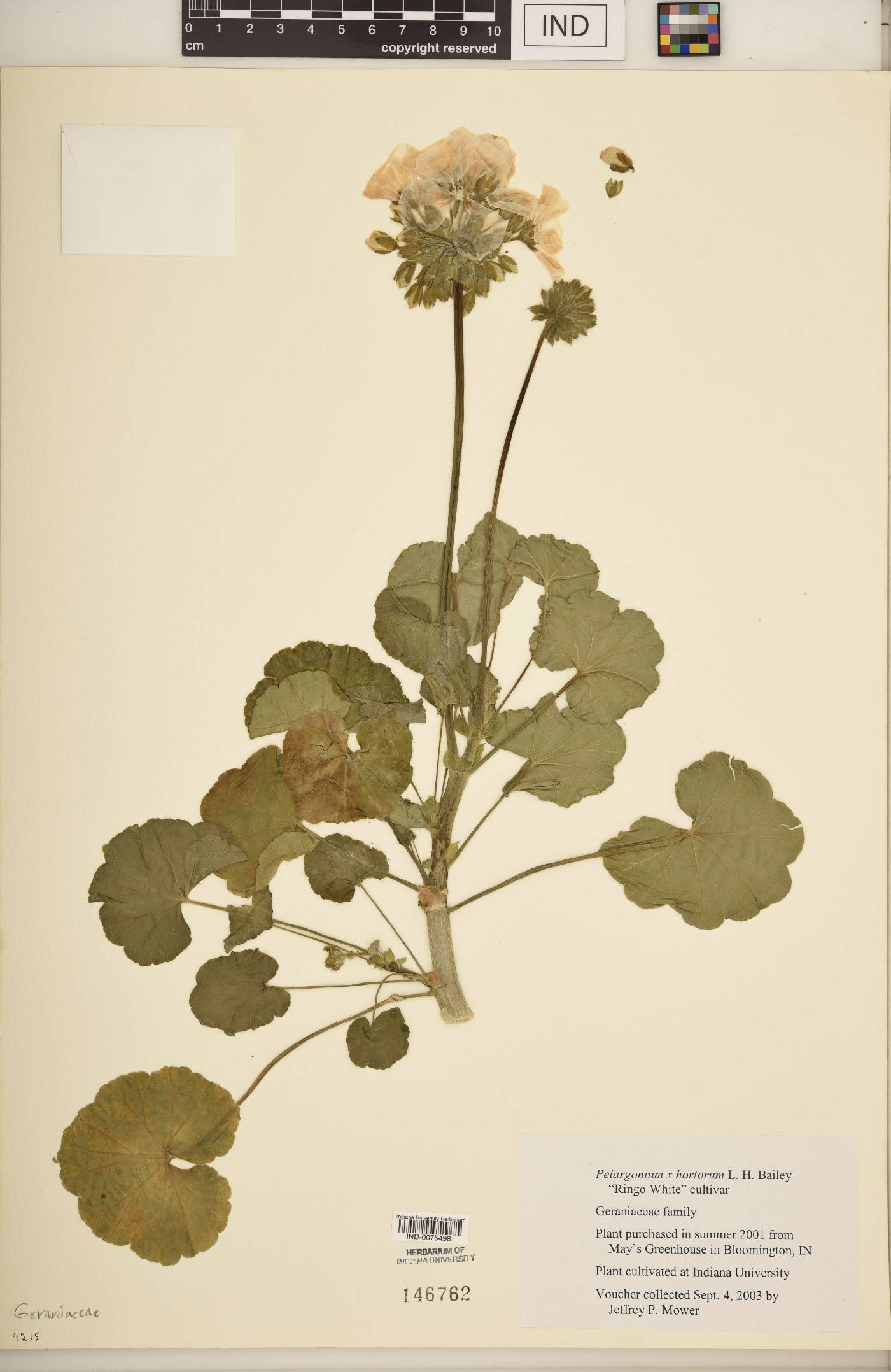 Pelargonium × hortorum image