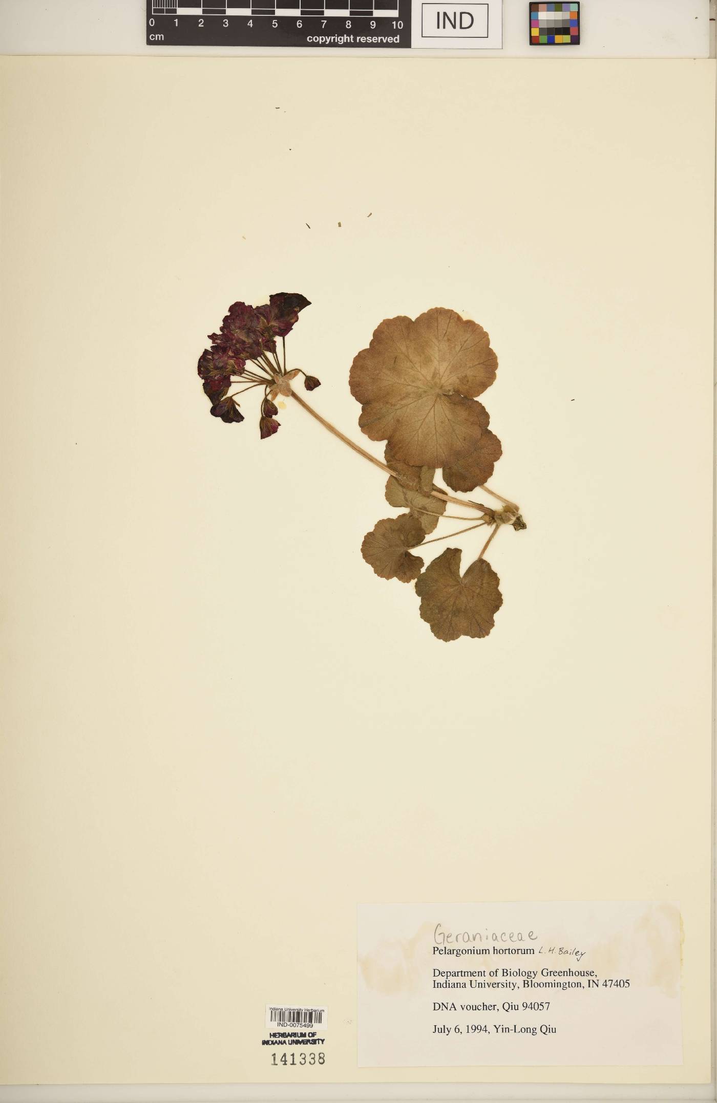 Pelargonium hortorum image