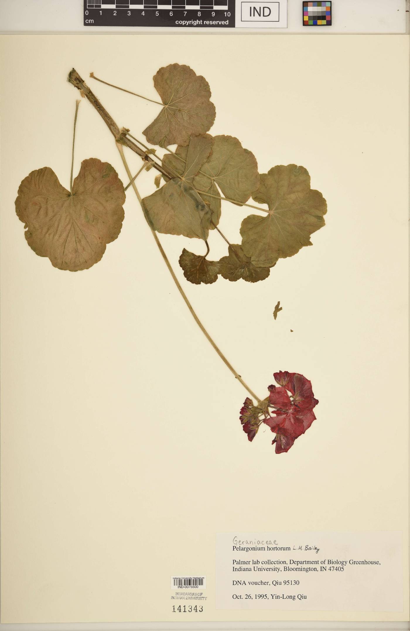 Pelargonium × hortorum image