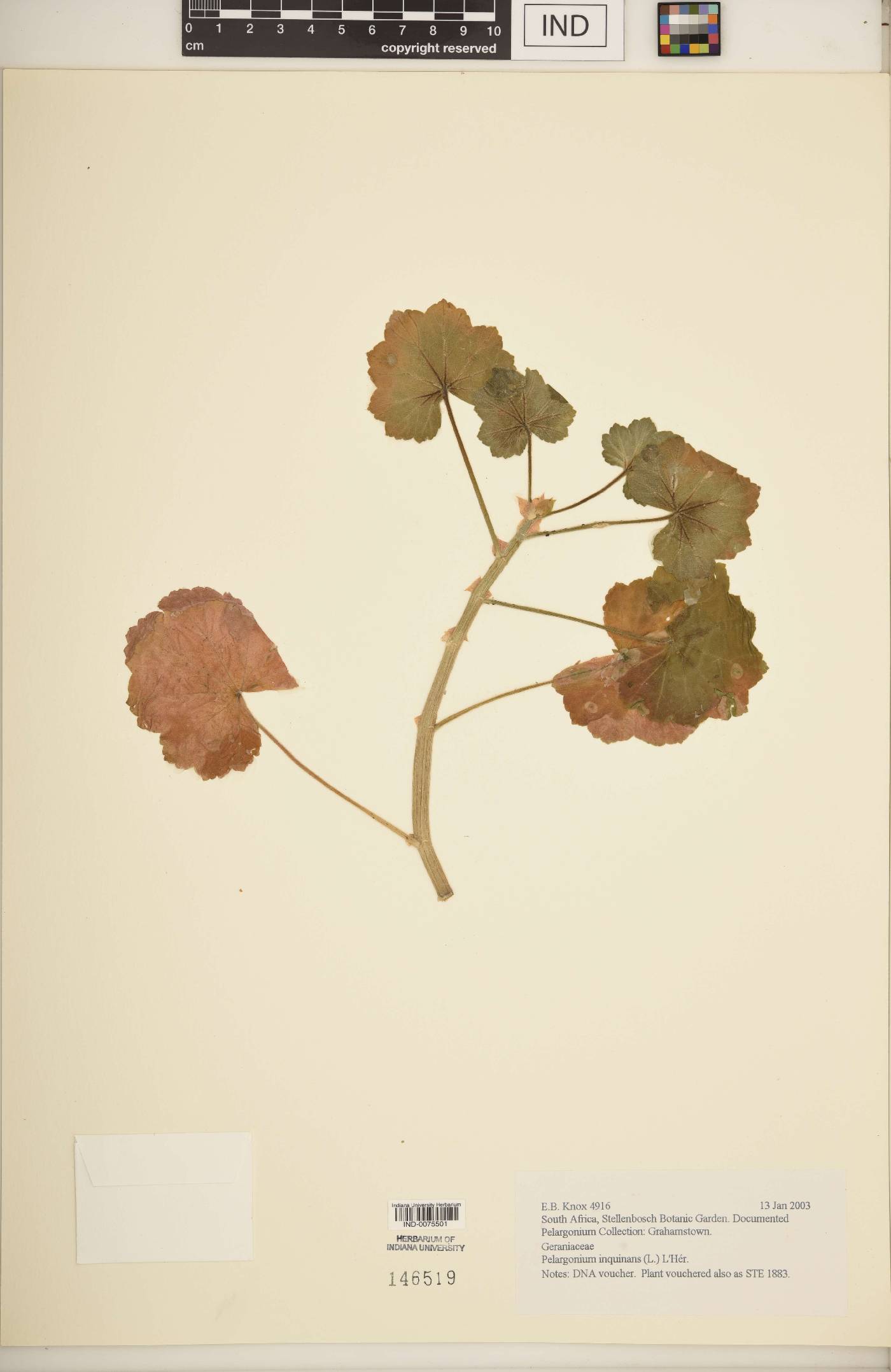 Pelargonium inquinans image