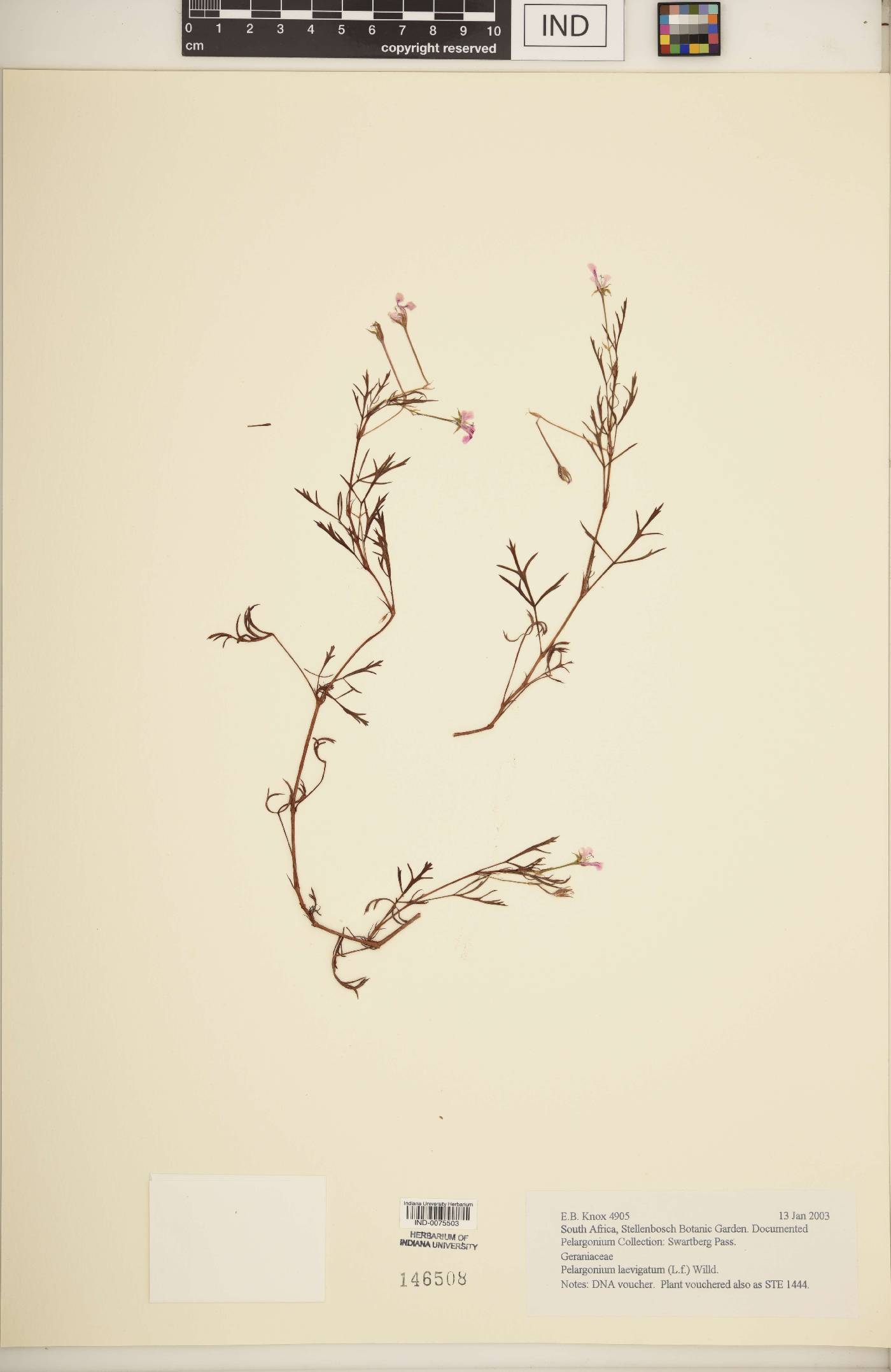 Pelargonium laevigatum image
