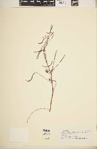 Pelargonium laevigatum image