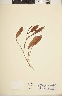 Image of Pelargonium lanceolatum