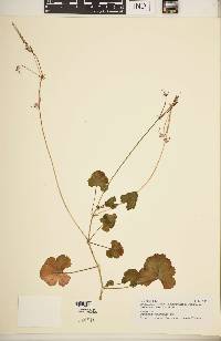 Image of Pelargonium mollicomum