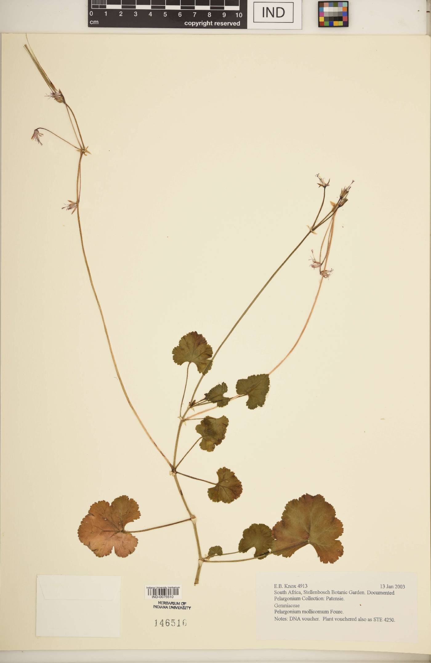 Pelargonium mollicomum image