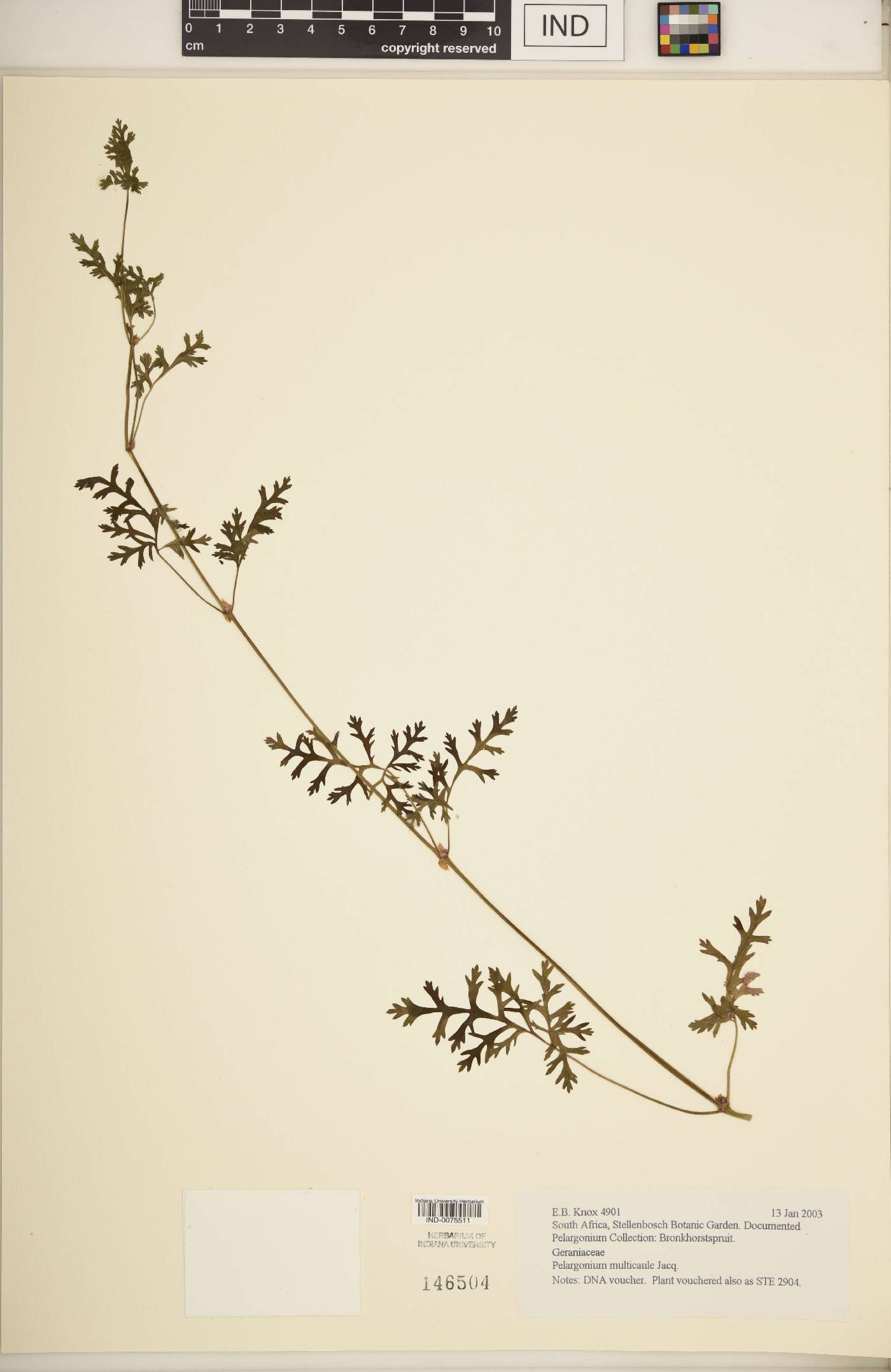 Pelargonium multicaule image